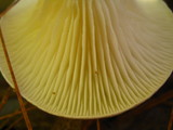 Ampulloclitocybe clavipes image