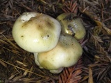 Gomphidius oregonensis image