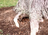 Ganoderma sessile image