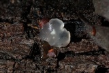 Myxarium nucleatum image
