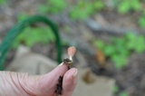 Microstoma floccosum image