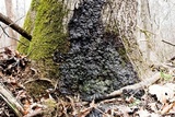 Kretzschmaria deusta image