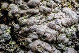 Kretzschmaria deusta image
