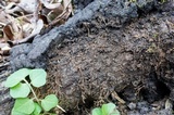 Kretzschmaria deusta image