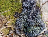 Kretzschmaria deusta image