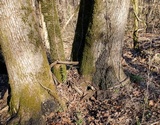 Kretzschmaria deusta image