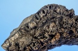 Kretzschmaria deusta image