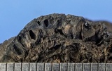 Kretzschmaria deusta image