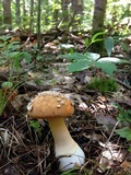 Amanita roseitincta image