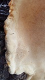 Fomitopsis mounceae image