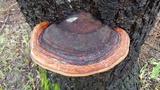 Fomitopsis mounceae image