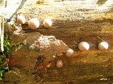 Lycogala epidendrum image