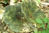 Lactarius atroviridis image