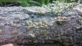 Ochrolechia subpallescens image
