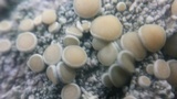 Ochrolechia subpallescens image