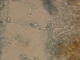 Lentaria pinicola image