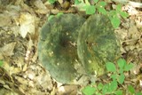Lactarius atroviridis image