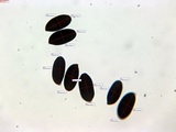 Panaeolus semiovatus image