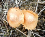 Humidicutis marginata image