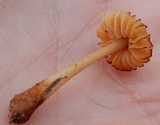 Humidicutis marginata image