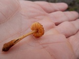 Humidicutis marginata image