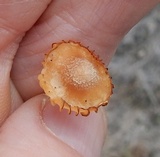 Humidicutis marginata image