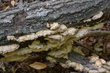 Bjerkandera adusta image