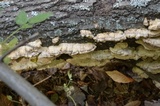 Bjerkandera adusta image