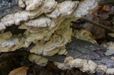 Bjerkandera adusta image