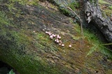 Lycogala epidendrum image