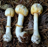 Amanita roseitincta image