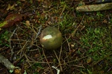 Russula variata image