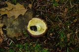 Russula variata image