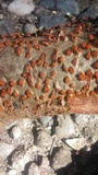 Amphilogia gyrosa image