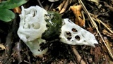 Staheliomyces cinctus image