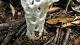 Staheliomyces cinctus image
