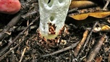 Staheliomyces cinctus image
