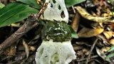 Staheliomyces cinctus image