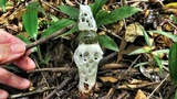 Staheliomyces cinctus image