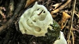 Staheliomyces cinctus image