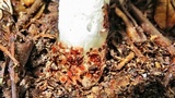 Staheliomyces cinctus image