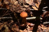 Cortinarius armillatus image
