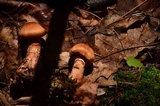 Cortinarius armillatus image