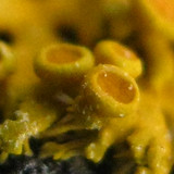 Xanthomendoza hasseana image