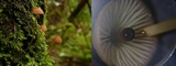 Mycena sanguinolenta image