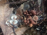 Gymnopus brassicolens var. brassicolens image