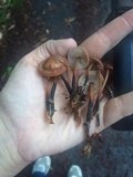 Gymnopus brassicolens var. brassicolens image