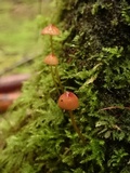 Mycena sanguinolenta image