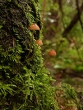 Mycena sanguinolenta image