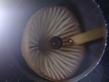 Mycena sanguinolenta image